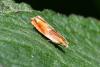 Ancylis mitterbacheriana